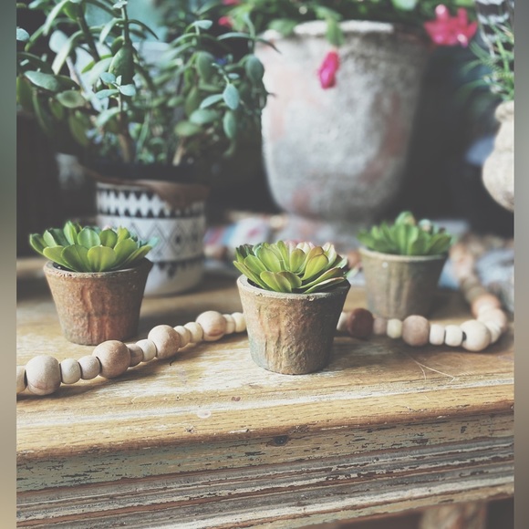 Three Potted Succulents - Picture 8 of 8